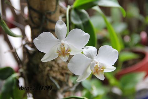 野生蝴蝶蘭|台灣阿嬤－台灣蝴蝶蘭 Phalaenopsis aphrodite